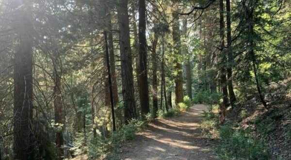The Enchanting Forest Trail In Southern California, Dogwood Campground Loop, That Will Keep You Nice And Cool On A Hot Summer Day