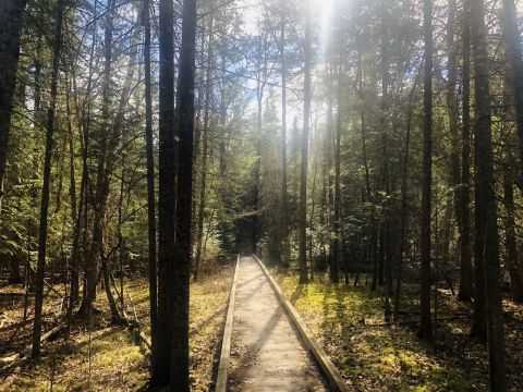 The 4-Mile Loop Hike Along Wolf Creek Trail In Michigan Is A Nature-Lover's Dream Come True