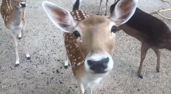 Hang Out With More Than 60 Animal Species At Big Joel’s Safari In Missouri