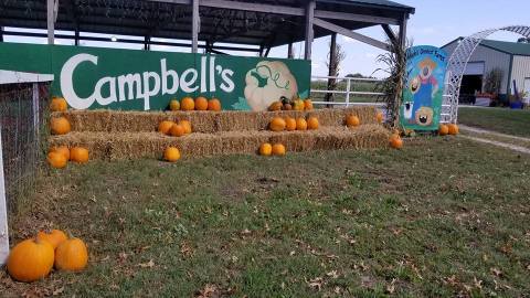 Fall Into The Season With A Weekend Trip To Campbell’s Maze Daze & Pumpkin Patch In Missouri