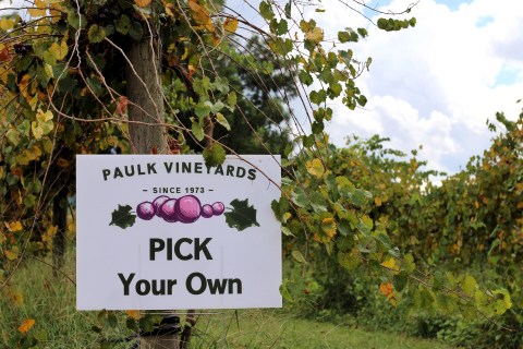 Come Explore The Largest Muscadine Vineyard In The World At Paulk Vineyards In Georgia