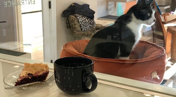 Coffee Cats Is A Completely Cat-Themed Catopia Of A Cafe In Iowa