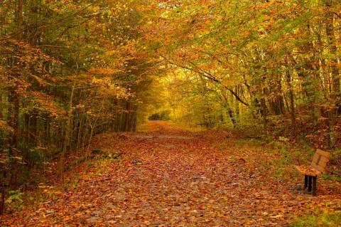 Hear The Leaves Crunch Under Your Feet While Exploring Scenic Pine Mountain In Kentucky