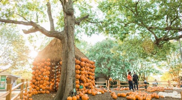 The Best Way To See Fall Colors In Nashville Is The Cheekwood Harvest Festival At Cheekwood Estate And Gardens