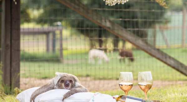 Sip Wine With Sloths At Barn Hill Preserve In Louisiana