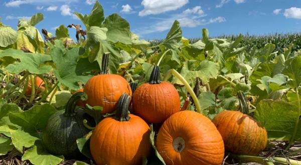 Nothing Says Fall Is Here More Than A Visit To Pennsylvania’s Charming Pumpkin Farm