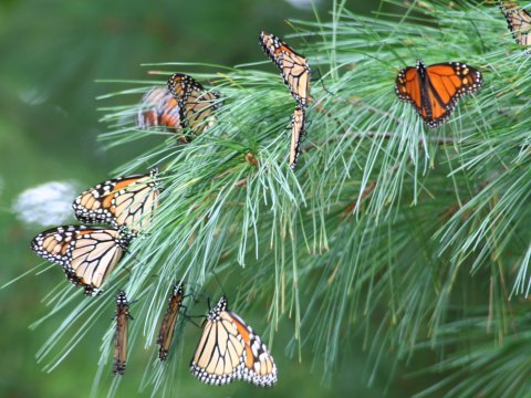 A Butterfly Migration Super Highway Could Bring Millions Of Monarchs Through Colorado This Fall