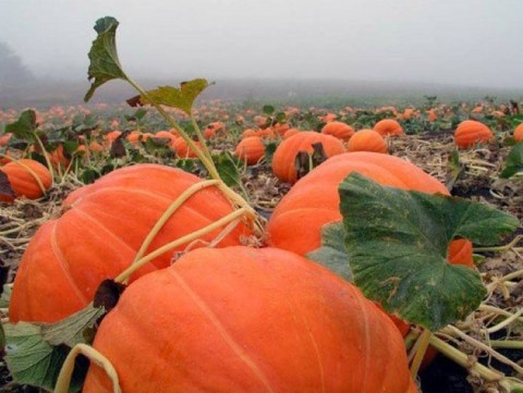 Fall Into The Season With A Weekend Trip To Peebles' Pumpkin Patch And Corn Maze In Arkansas