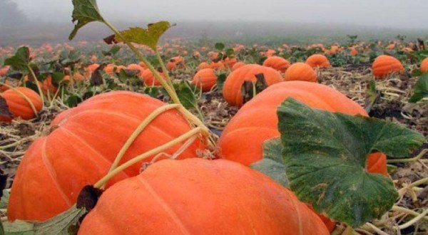 Fall Into The Season With A Weekend Trip To Peebles’ Pumpkin Patch And Corn Maze In Arkansas