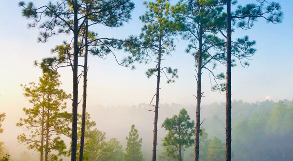 Longleaf Vista Interpretive Trail Is A Challenging Hike In Louisiana That Will Make Your Stomach Drop