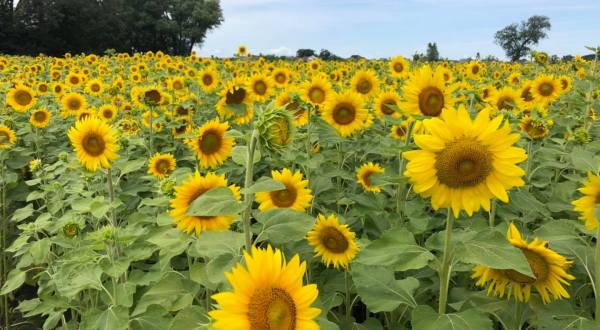 The Festive Sunflower Farm In Wisconsin Where You Can Cut Your Own Flowers