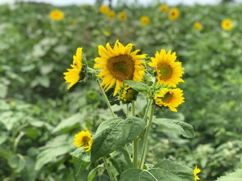 Pick Your Own Sunflowers At This Charming Farm Hiding In Missouri