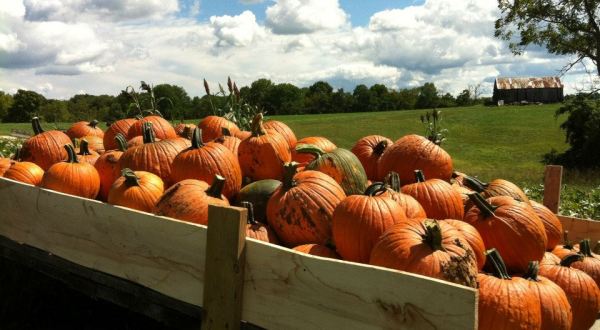 Chuck A Pumpkin, Take A Hayride, And More At Country Pumpkins In Kentucky