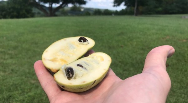 More And More West Virginians Are Tasting The Delicious, Wild “Appalachian Banana” This Fall