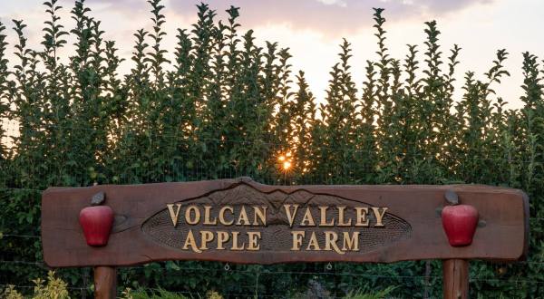 Pick Apples Right Off The Tree At Volcan Valley Apple Farm, An Old-Fashioned U-Pick Farm In Southern California