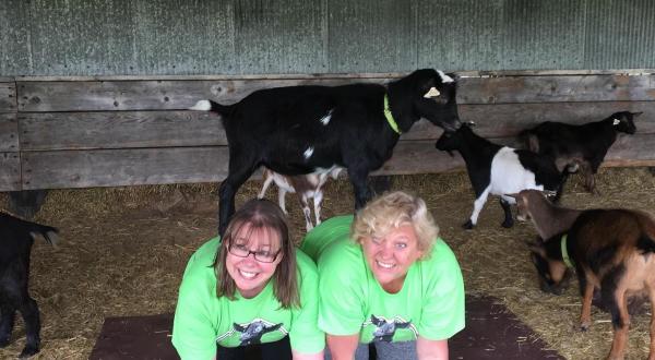 Have Ya Herd…You Can Take A Goat Yoga Class In Wisconsin