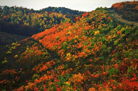 Find Out When The Leaves Will Change Color In Ohio With This Interactive Fall Foliage Map
