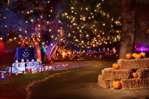 The Drive-Thru Halloween Wonderland In Southern California, Nights of the Jack, That's Glowing With Thousands Of Jack O' Lanterns