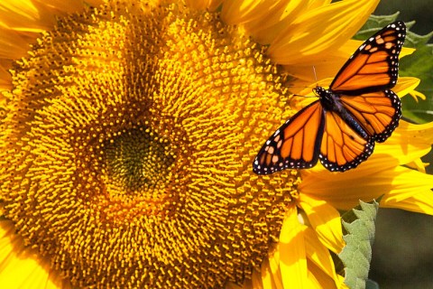 A Butterfly Migration Super Highway Could Bring Millions Of Monarchs Through West Virginia This Fall