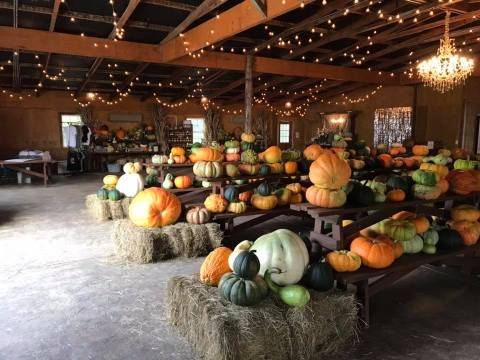 BoBrook Farms' Winery And Pumpkin Patch Are The Perfect Fall Pairing In Arkansas