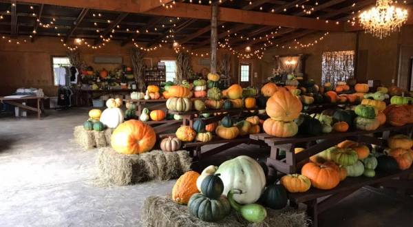 BoBrook Farms’ Winery And Pumpkin Patch Are The Perfect Fall Pairing In Arkansas