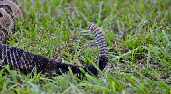 Here Are Six Deadly Snakes Commonly Found In South Carolina You’ll Want To Avoid