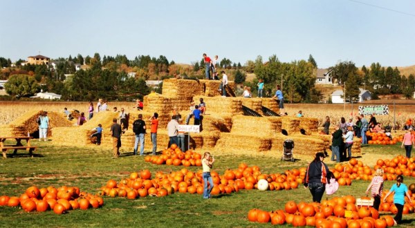 Berry Acres In Minot, North Dakota Has 50,000 Pumpkins, A Corn Maze, And So Much More