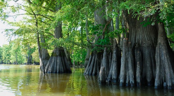 Hike This Ancient Forest In Missouri That’s Home To 500-Year-Old Trees