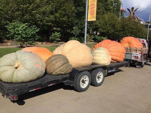 Get A Glimpse Of Massive Pumpkins At The Monster Pumpkins Popup Festival In Pittsburgh This Fall