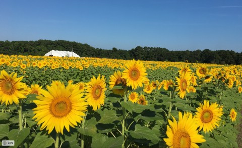 The Festive Sunflower Field In South Carolina Where You Can Cut Your Own Flowers
