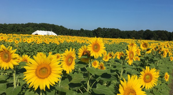 The Festive Sunflower Field In South Carolina Where You Can Cut Your Own Flowers