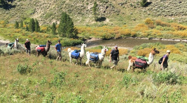 Embark On A Llama Safari Through Yellowstone National Park With This Montana Company