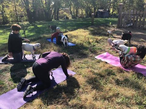 Relax And Unwind With Providence Hill Farm's Goat Yoga Classes In Kansas