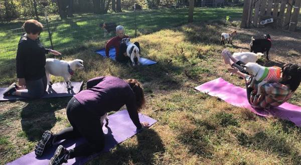 Relax And Unwind With Providence Hill Farm’s Goat Yoga Classes In Kansas