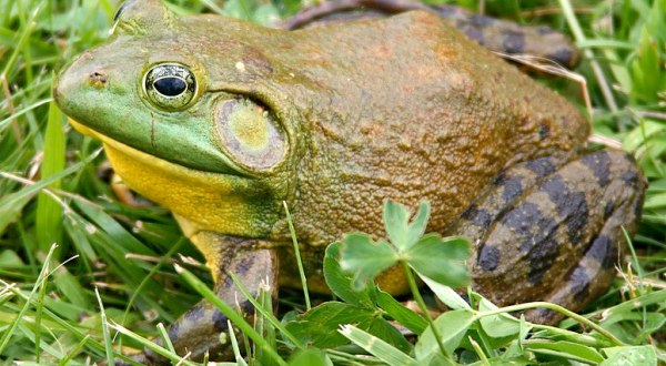 It’s Bullfrog Season Here In Nebraska And Here’s What You Need To Know