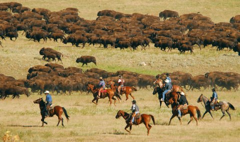 Witness 1,000 Bison Thunder Down The South Dakota Prairie This Fall