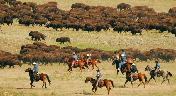 Witness 1,000 Bison Thunder Down The South Dakota Prairie This Fall