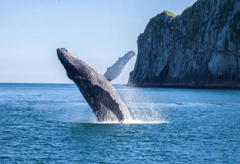 Spot The Humpback Whale On Its Annual Migration Through Alaska This Fall