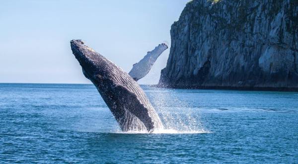 Spot The Humpback Whale On Its Annual Migration Through Alaska This Fall