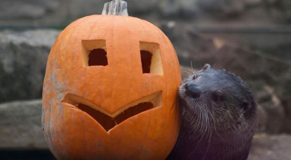 Travel From Cleveland To The Akron Zoo For Howl-O-Ween Fun This October