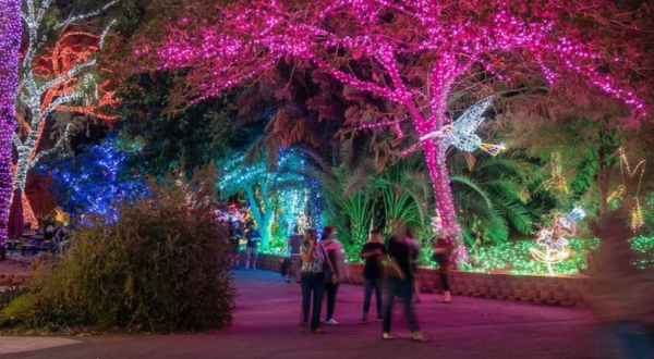 Drive Or Walk Through Millions Of Holiday Lights At ZooLights In Arizona