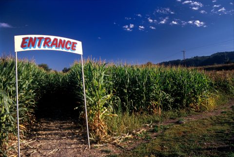 Fall Into The Season With A Weekend Trip To Clinton Sease Farms' Pumpkin Patch And Corn Maze In South Carolina