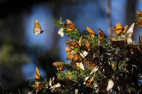 A Butterfly Migration Super Highway Could Bring Millions Of Monarchs Through New Hampshire This Fall
