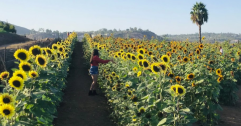 The Festive Sunflower Farm In Southern California Where You Can Cut Your Own Flowers