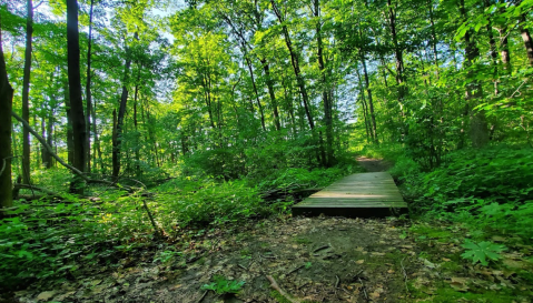 Burnett Woods Nature Preserve In Indiana Is So Well-Hidden, It Feels Like One Of The State's Best Kept Secrets