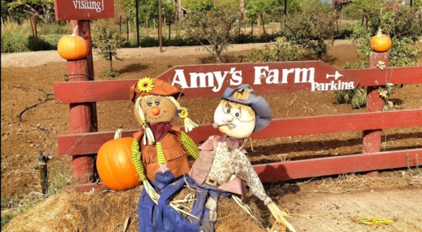 The Old-Fashioned Farm In Southern California, Amy’s Farm, Is The Perfect Destination For A Day Trip This Fall