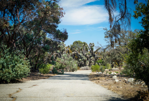 Wander Through The Magical, Otherworldly California Botanic Garden In Southern California