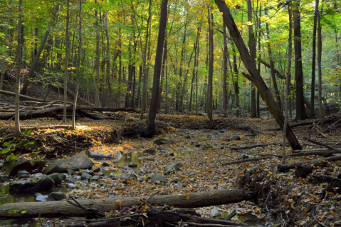 Woodland Hills Loop, An Easy Fall Hike Near Detroit, Is Under 2 Miles And You'll Love Every Step You Take