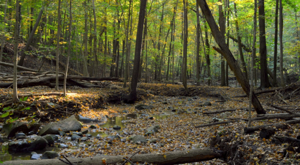 Woodland Hills Loop, An Easy Fall Hike Near Detroit, Is Under 2 Miles And You’ll Love Every Step You Take