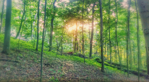 Explore An Old-Growth Forest In Ohio At Dysart Woods, A True Hidden Gem
